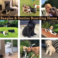 Beagles and Besties Boarding Home